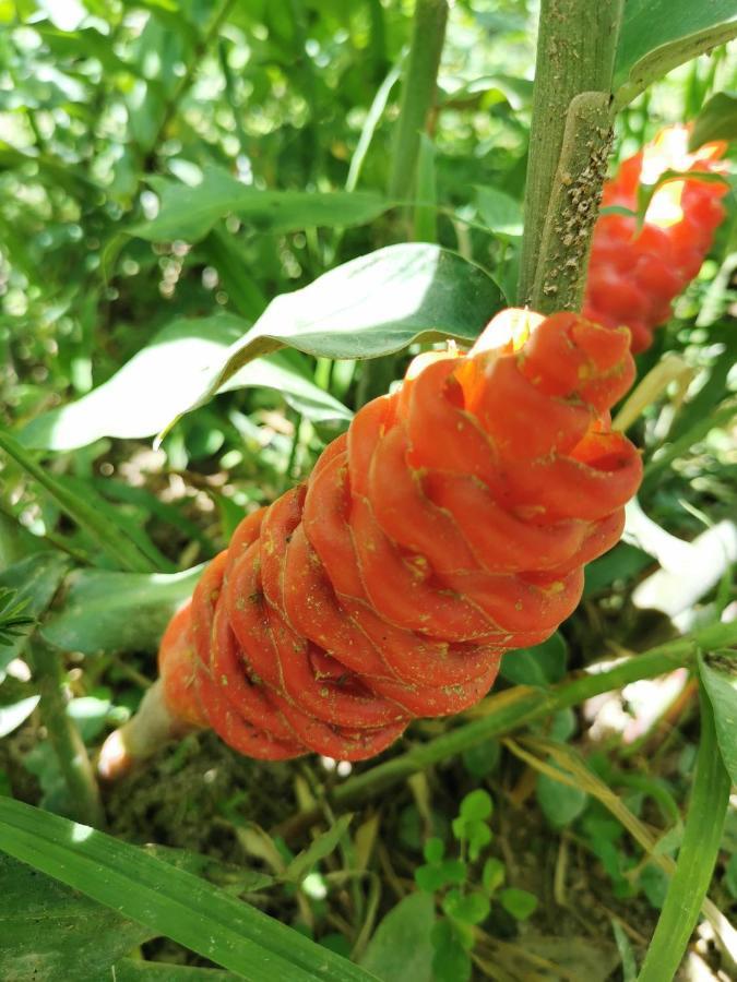 Home Garden Chaeson บ้านสวน ชวนฝัน Lampang Luaran gambar